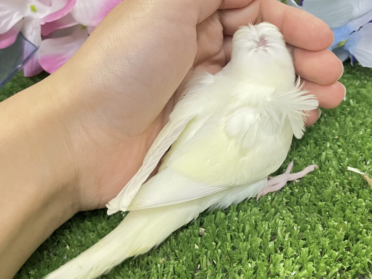 梵天セキセイインコ