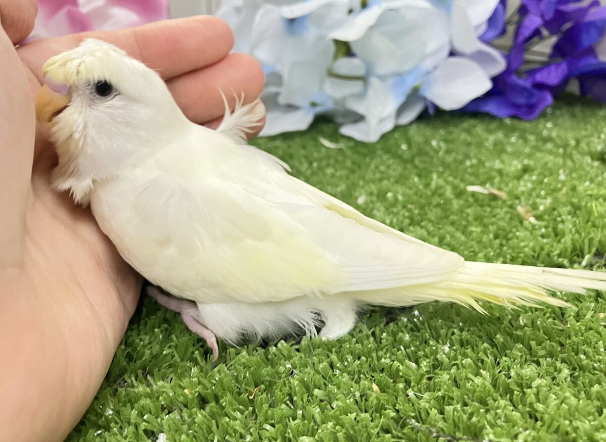 梵天セキセイインコ