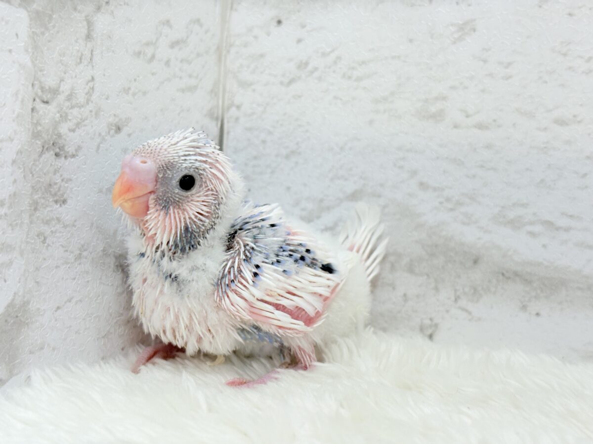 白多め♡ふわふわわた毛ちゃん.*・゚セキセイインコ(パイド) ヒナ セキセイインコ