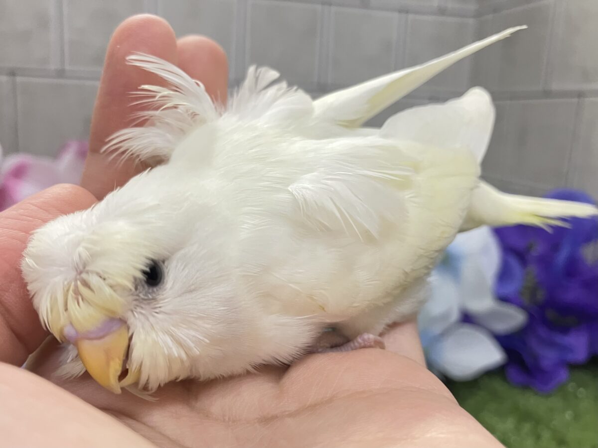 梵天セキセイインコ