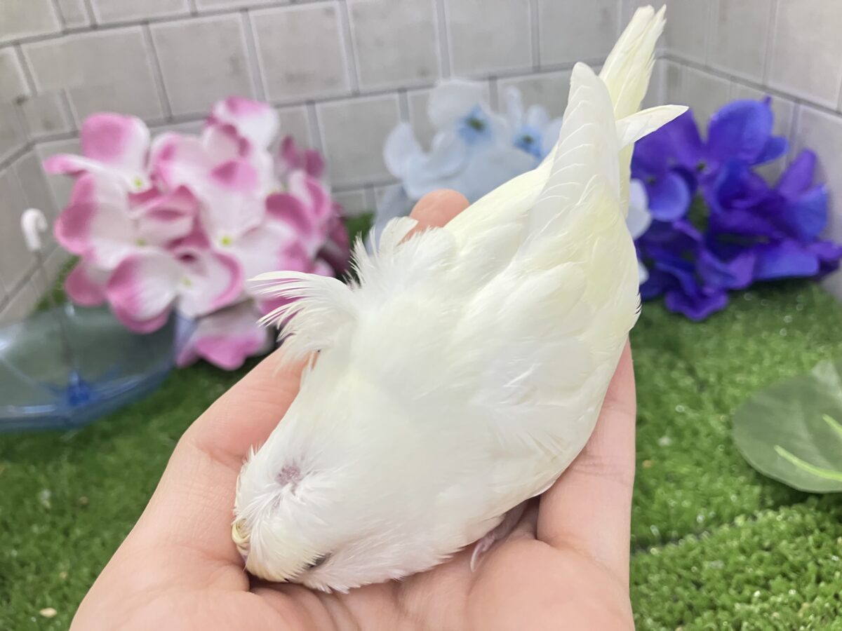 梵天セキセイインコ