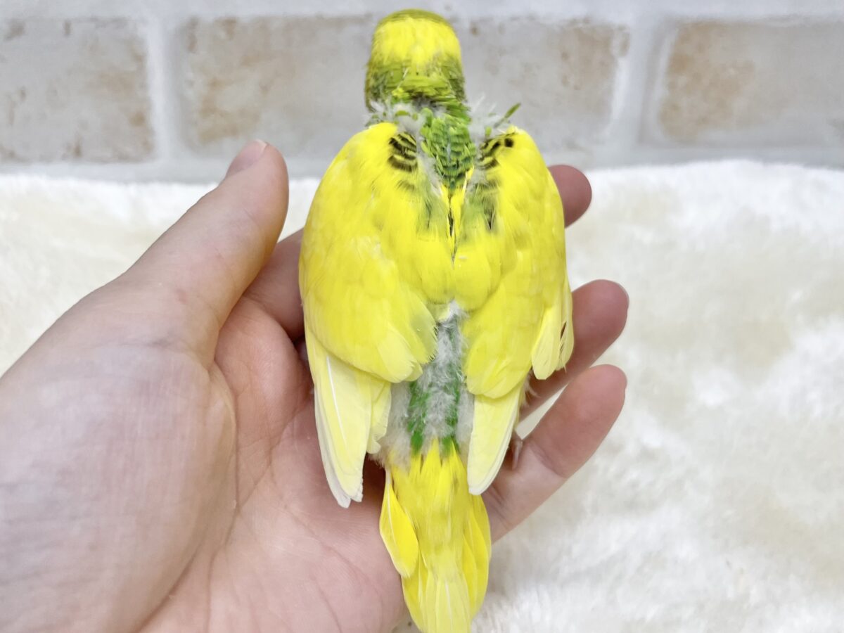【🆙最新画像あり‼️】左右のほっぺにご注目👀💙🤍 セキセイインコ(パイド) セキセイインコ