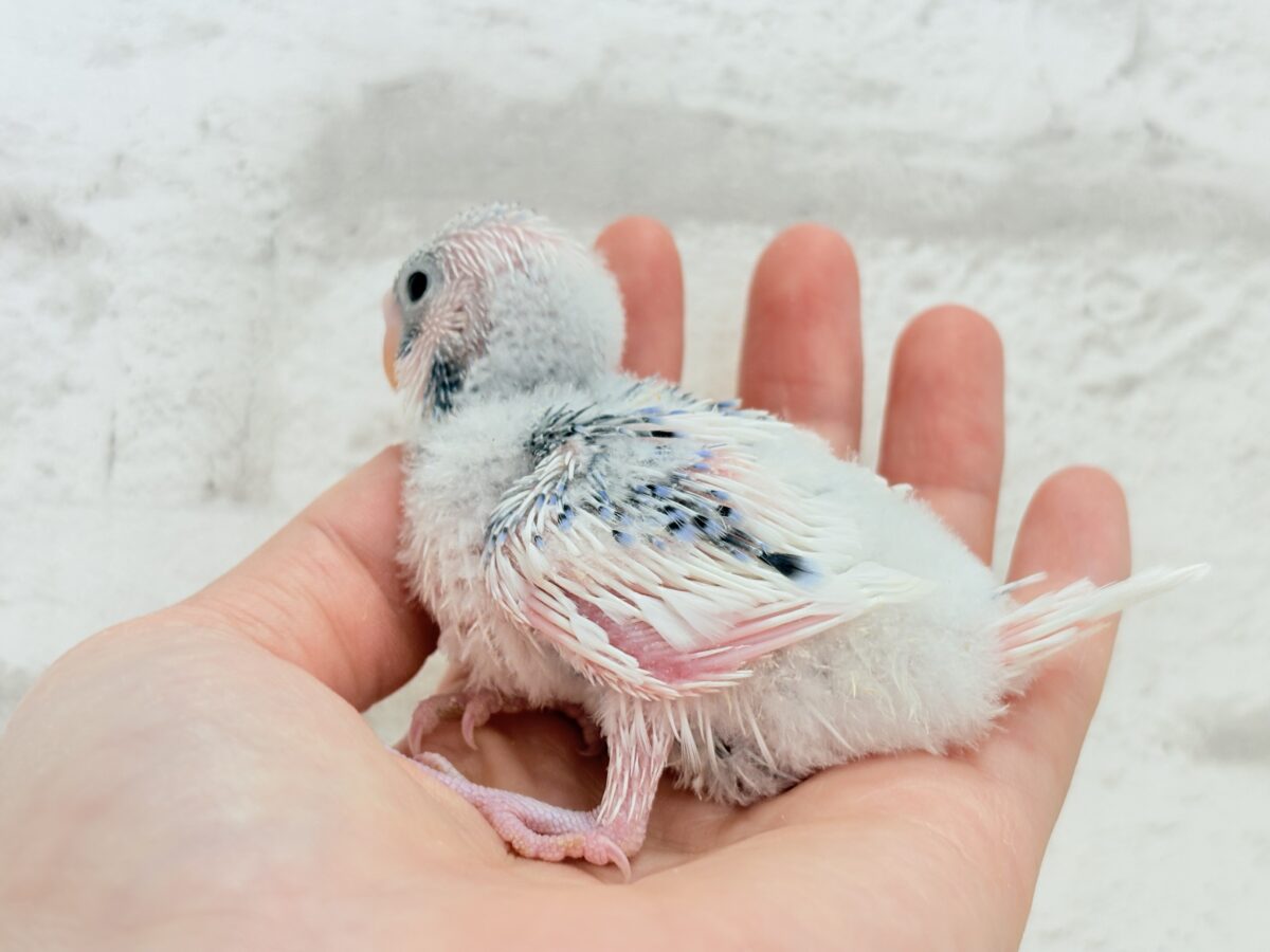 白多め♡ふわふわわた毛ちゃん.*・゚セキセイインコ(パイド) ヒナ セキセイインコ