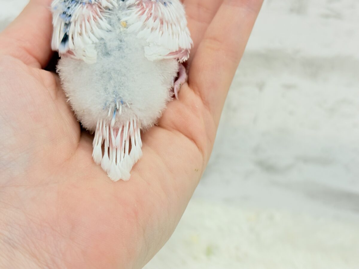 白多め♡ふわふわわた毛ちゃん.*・゚セキセイインコ(パイド) ヒナ セキセイインコ