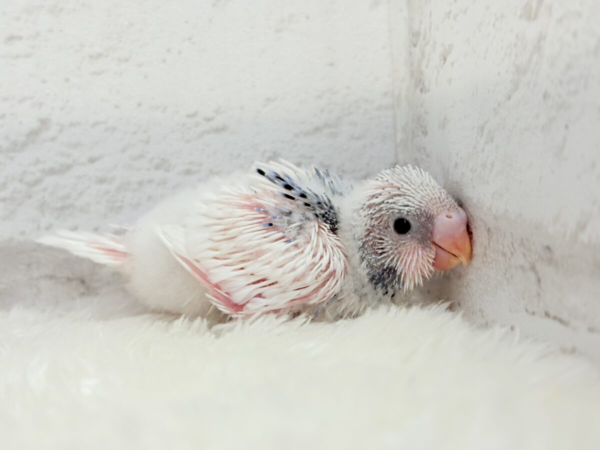 白多め♡ふわふわわた毛ちゃん.*・゚セキセイインコ(パイド) ヒナ セキセイインコ