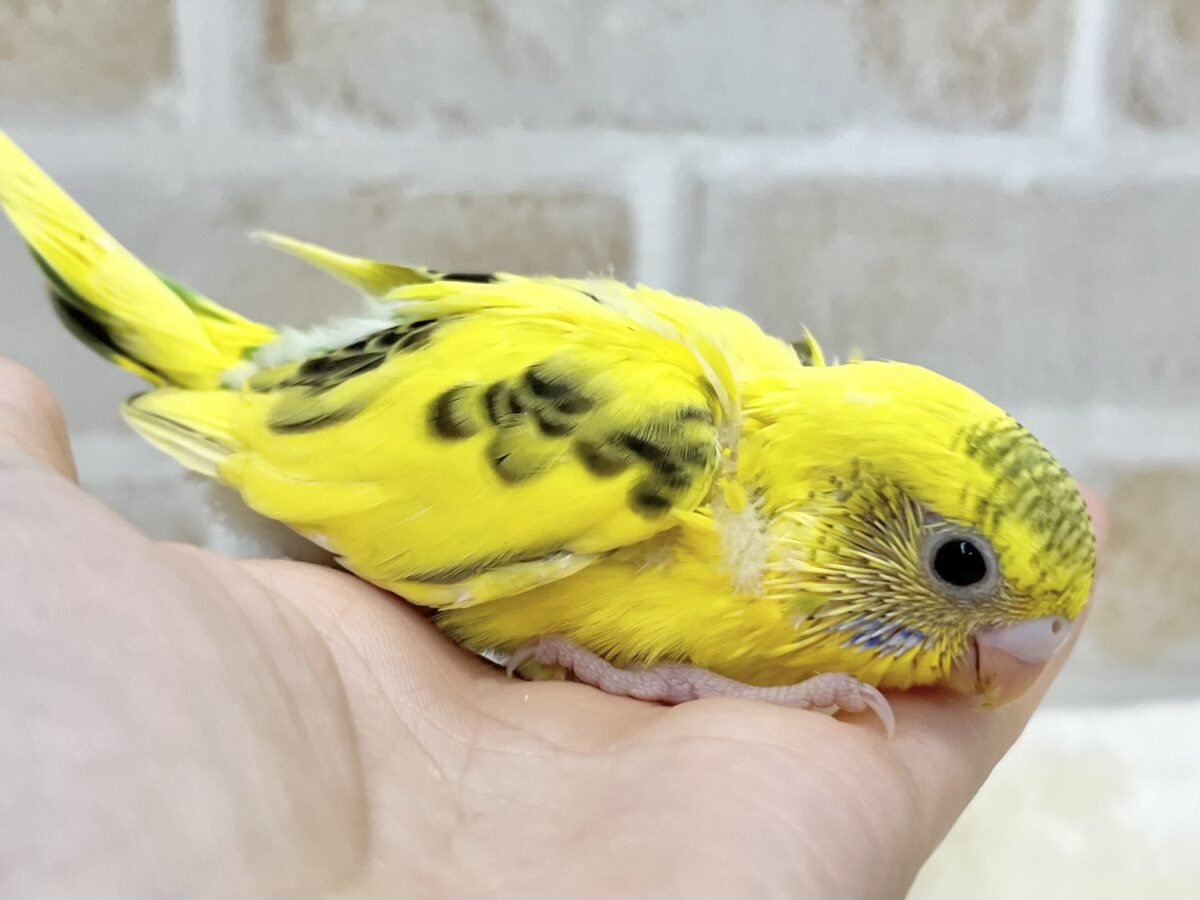 【🆙最新画像あり‼️】のりたまひよこちゃん🐣✨ セキセイインコ(ハルクイン) セキセイインコ