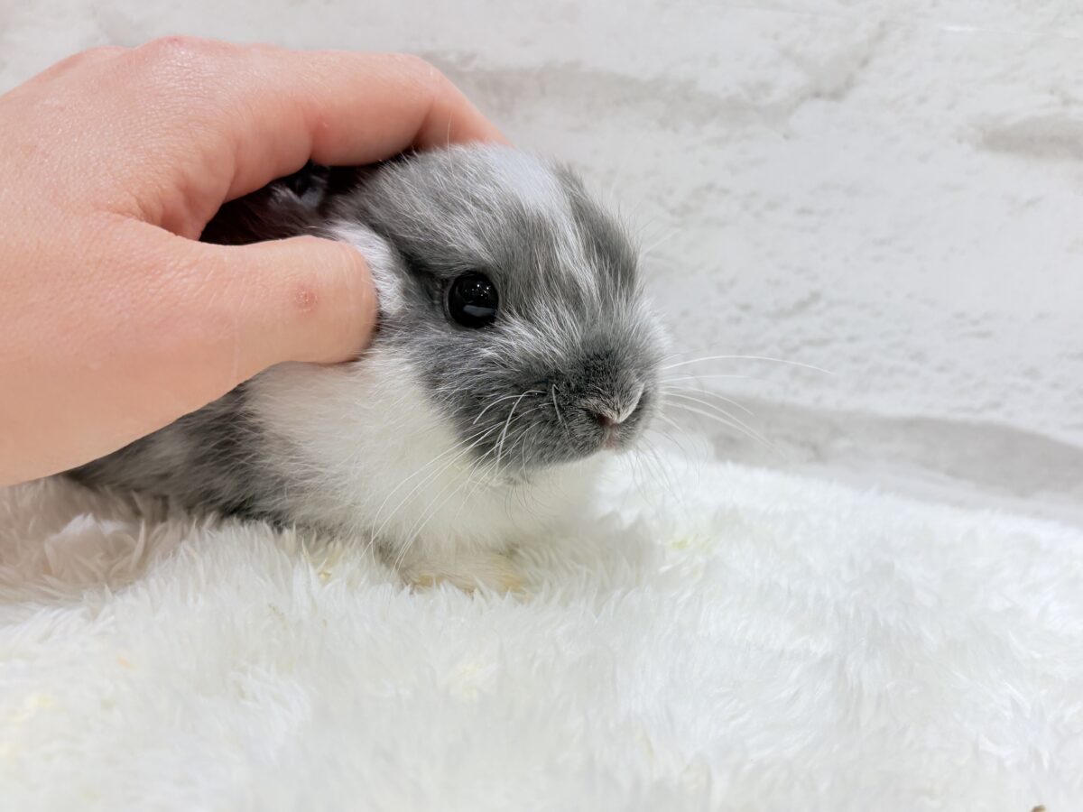 【最新画像更新🪄】美男子🐰💖うさぎ界のアイドル✨ネザーランドドワーフ(男の子) ネザーランドドワーフ