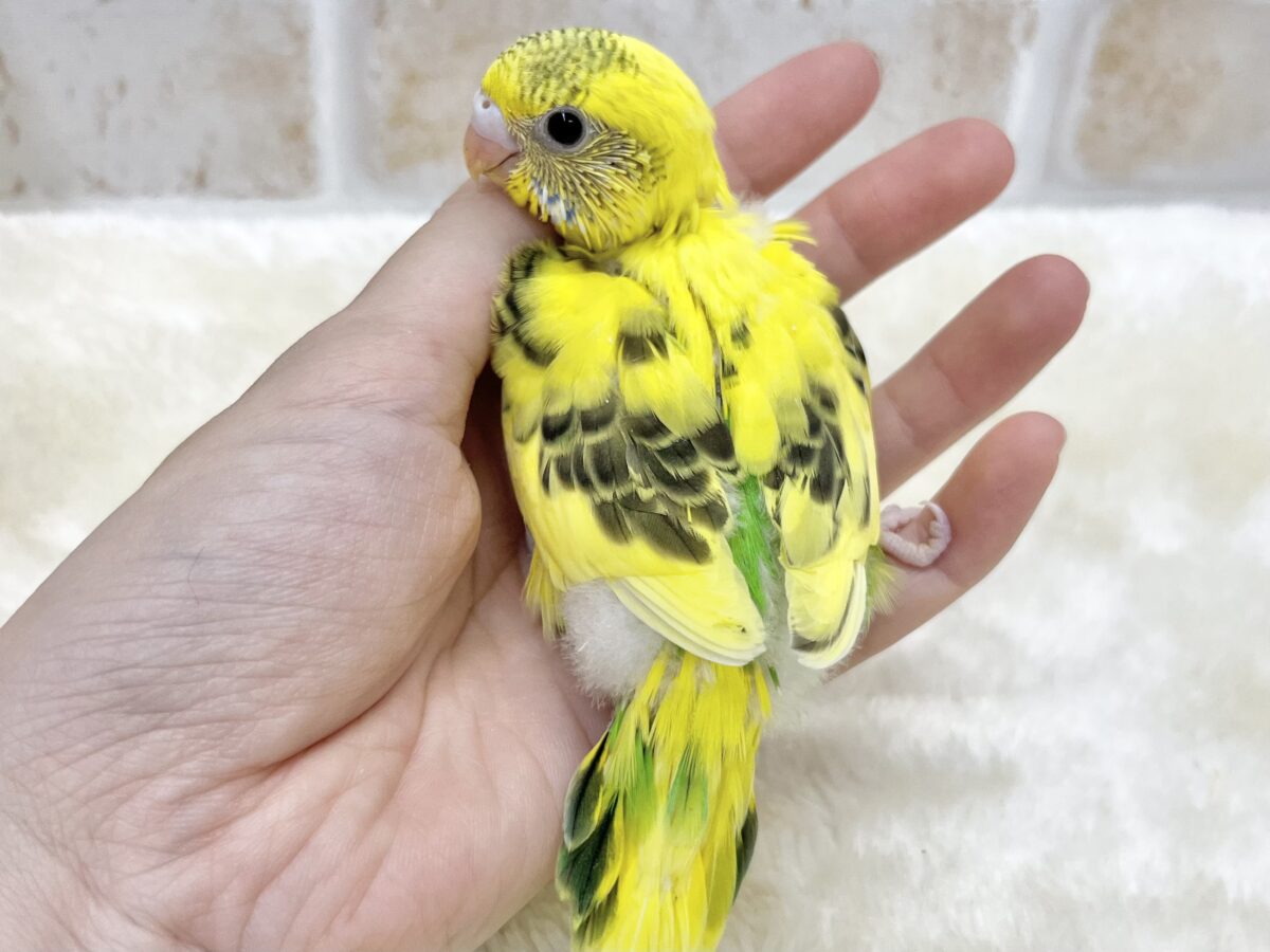 【🆙最新画像あり‼️】のりたまひよこちゃん🐣✨ セキセイインコ(ハルクイン) セキセイインコ