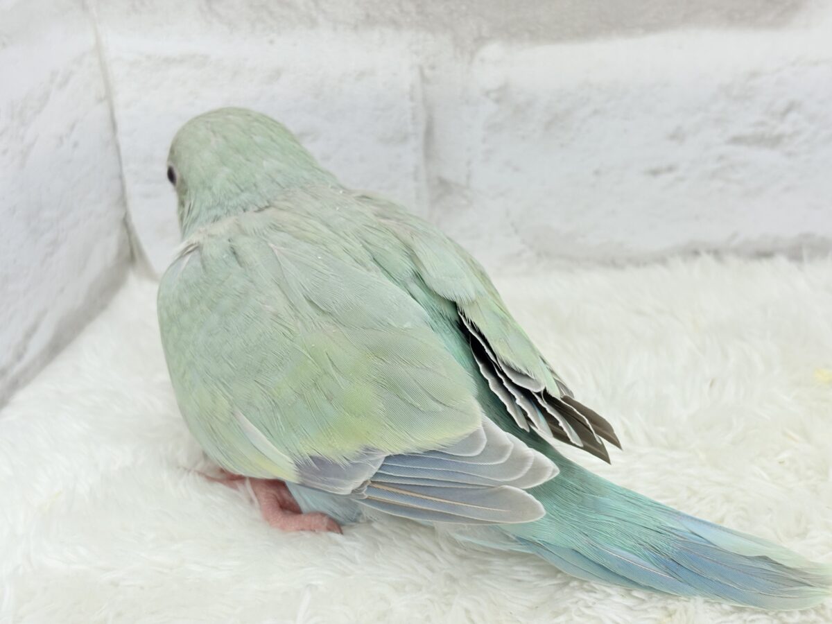 オキナインコ