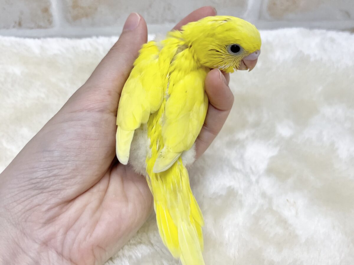 ムチムチボディのキイロちゃん💛 セキセイインコ(ダブルファクター) セキセイインコ