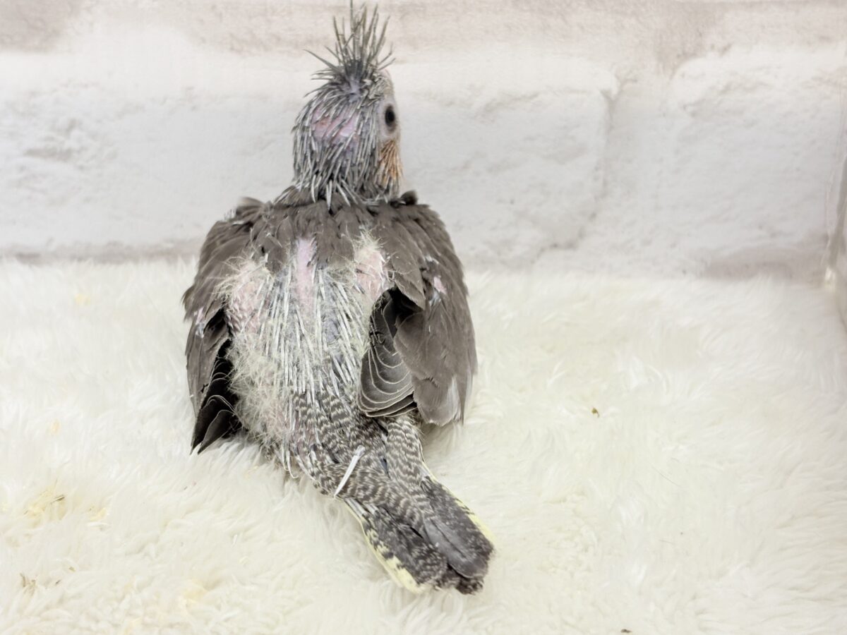 オカメインコ
