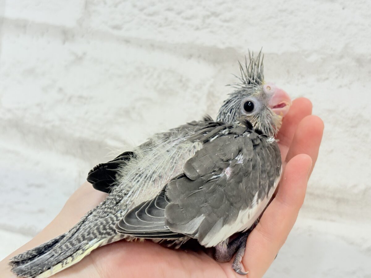 オカメインコ