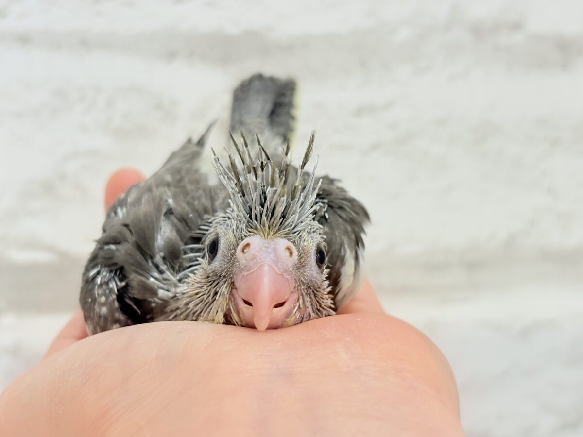 オカメインコ