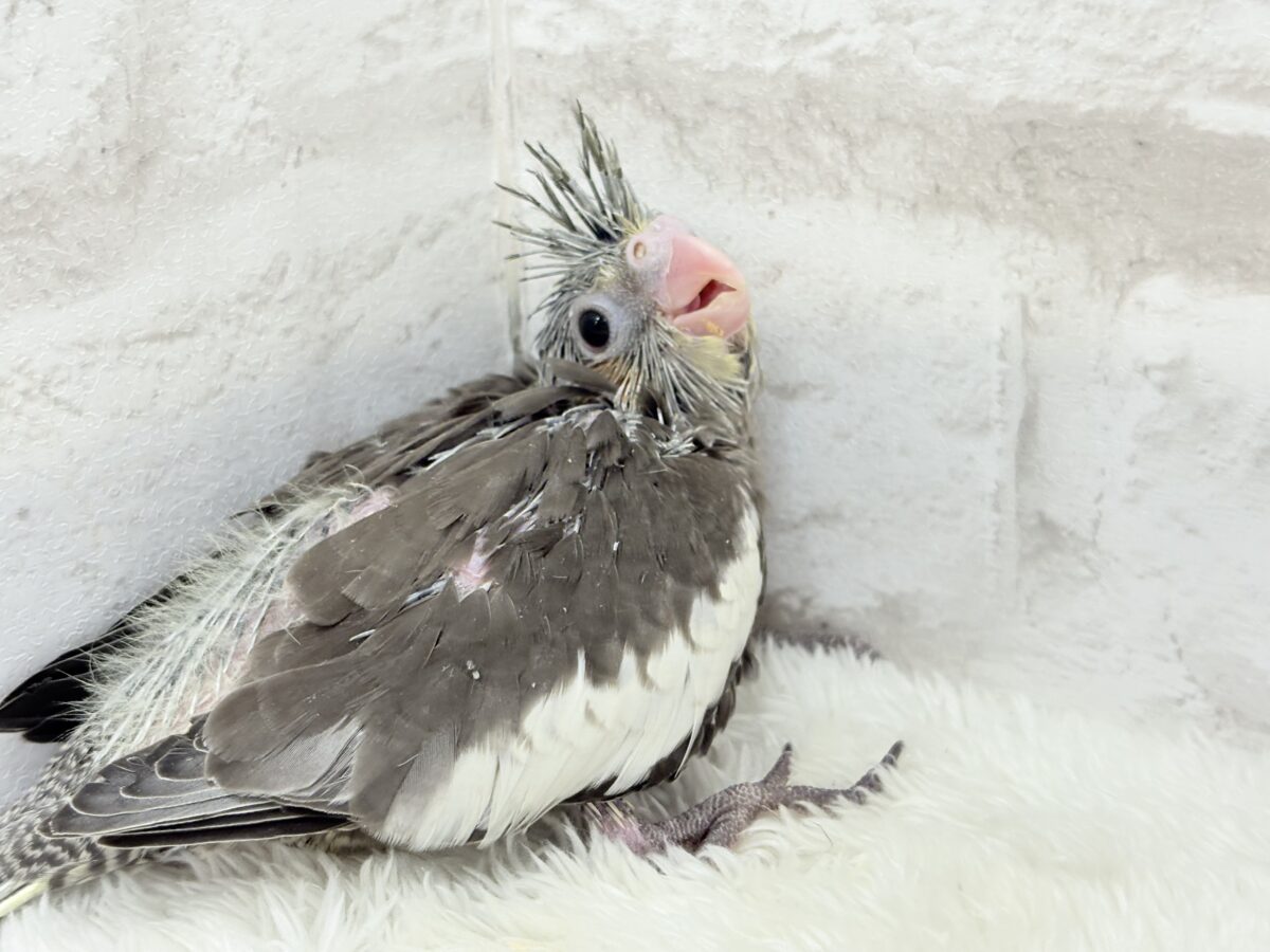オカメインコ