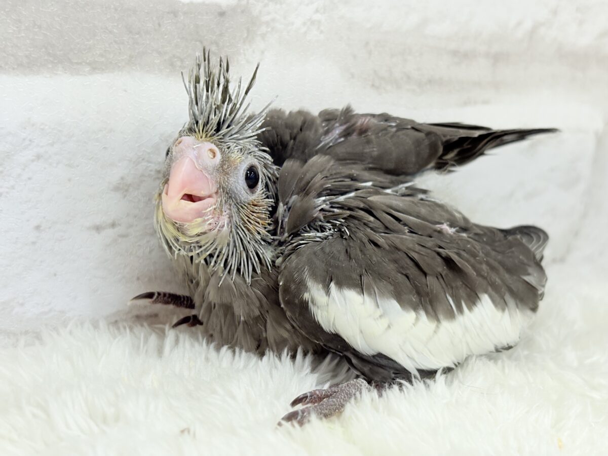 オカメインコ