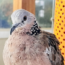 珍鳩🌟オシャレ番長💖鹿の子バト〜！