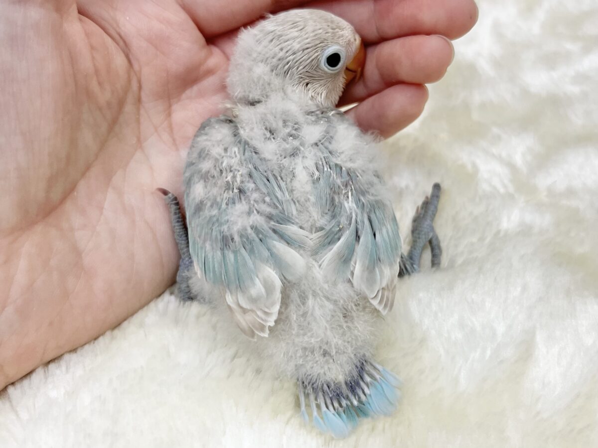 【🆙最新画像あり‼️】落ち着くキレイな白と青🩵🤍 シロボタンインコ シロボタンインコ