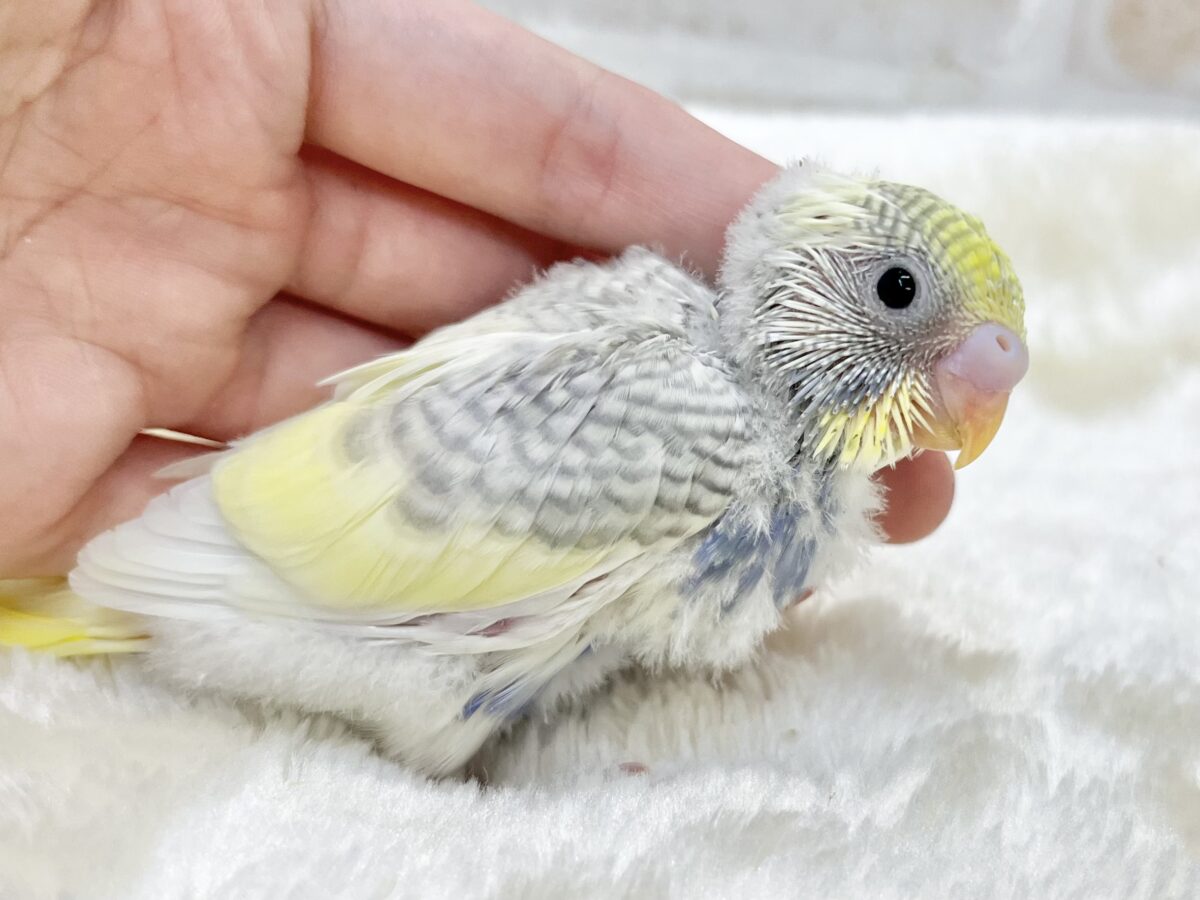 キレイです✨個性的カラー💜✨ セキセイインコ(YF パイド グレイウイング バイオレット) セキセイインコ