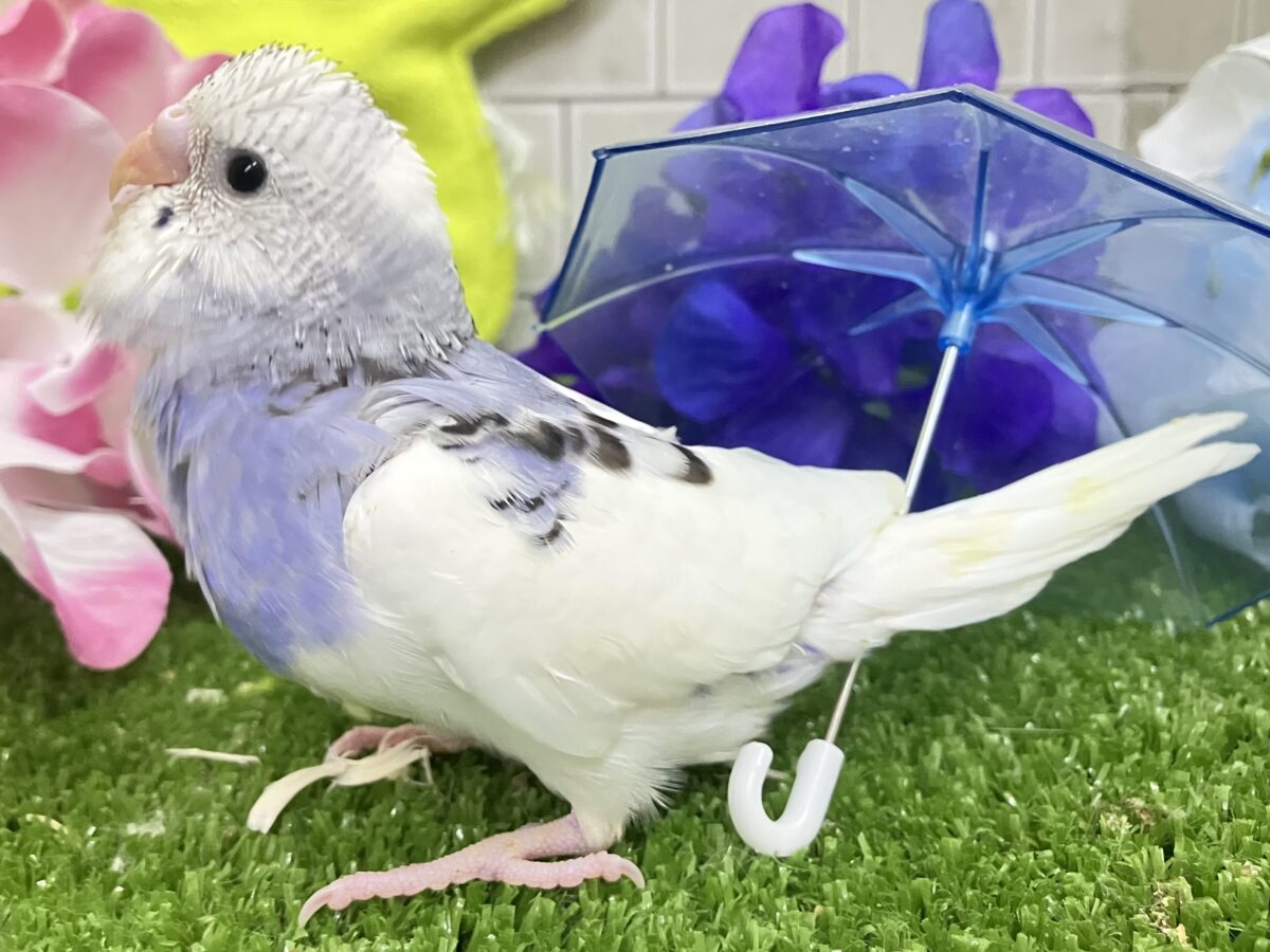 モクモク💭くもりのちブル〜べりぃ🫐➿セキセイインコ(ブルーパイド/2026年5月生まれ) セキセイインコ