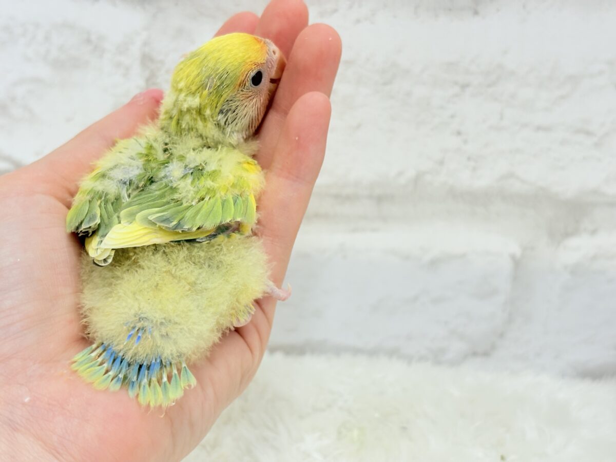 コザクラインコ（小桜インコ）