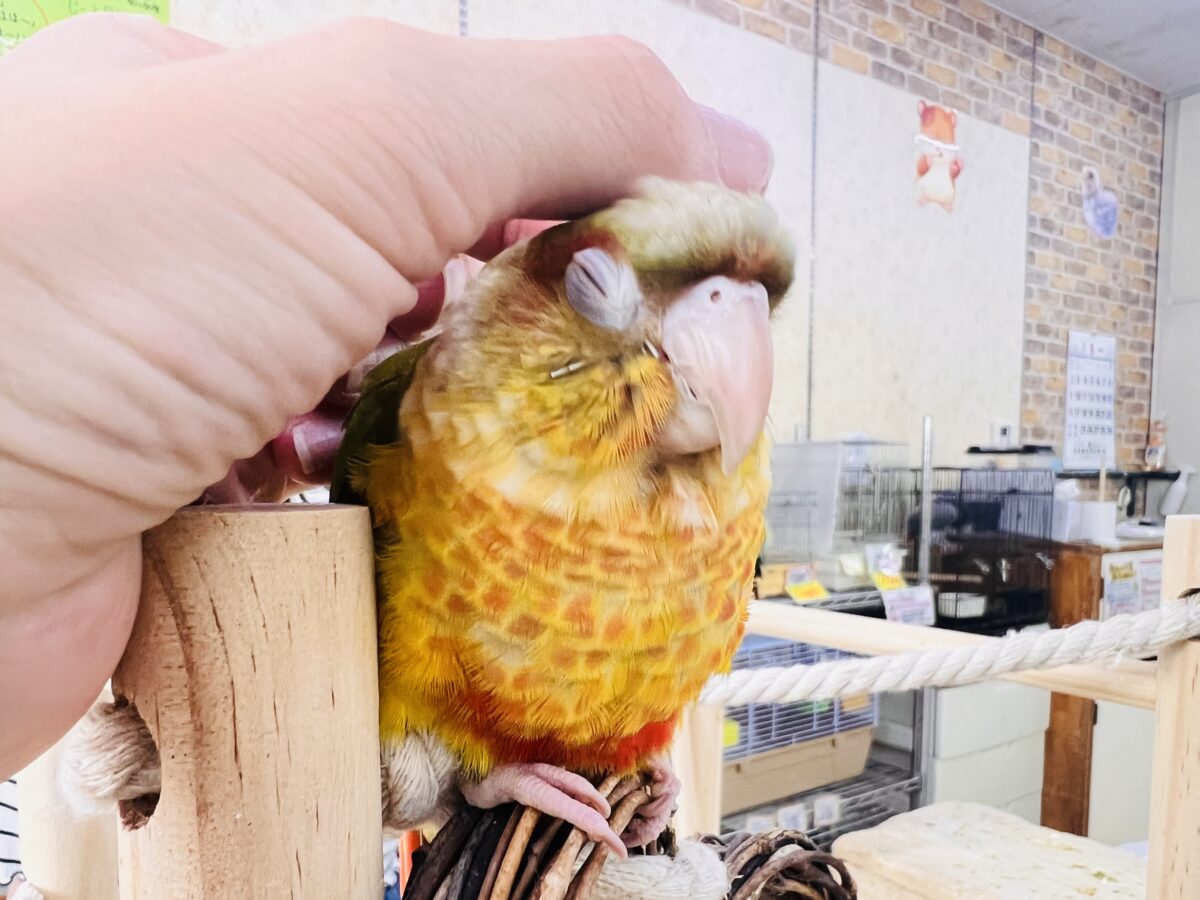 1人遊びだって上手に出来ちゃうんだよ~( *¯ ꒳¯*)エッヘンウロコインコのパイナップル🍍❤️ ホオミドリウロコインコ