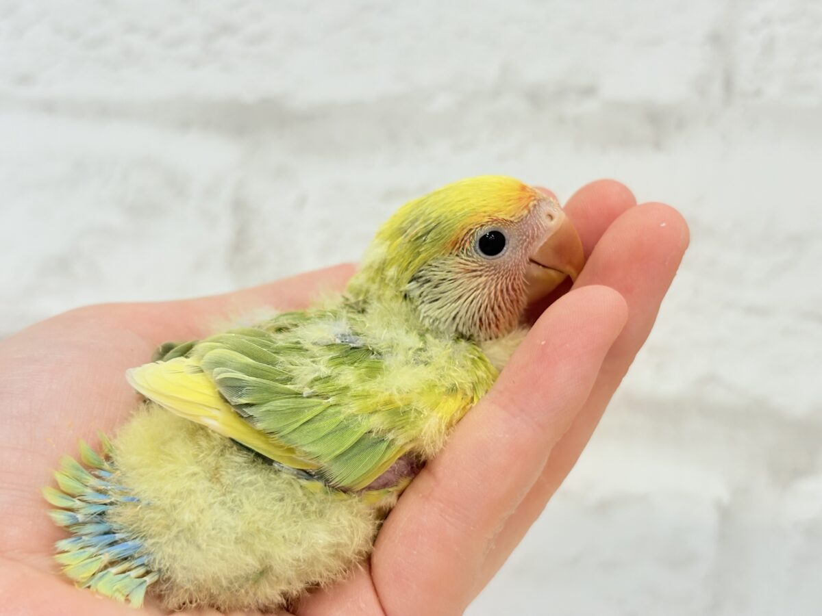 コザクラインコ（小桜インコ）