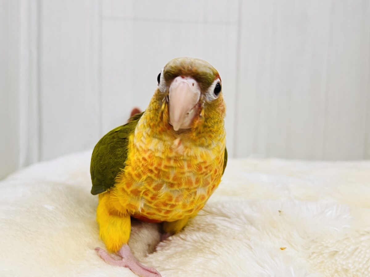 1人遊びだって上手に出来ちゃうんだよ~( *¯ ꒳¯*)エッヘンウロコインコのパイナップル🍍❤️ ホオミドリウロコインコ