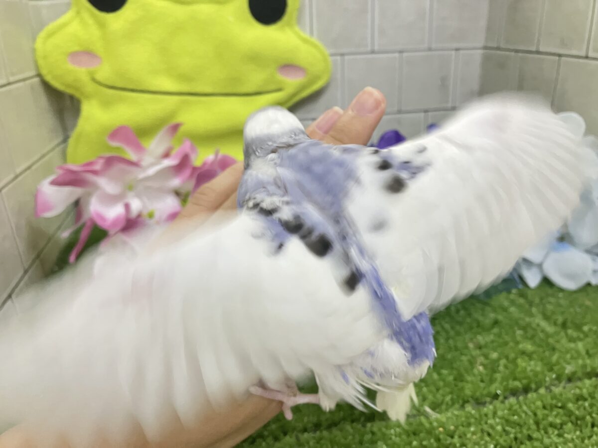 モクモク💭くもりのちブル〜べりぃ🫐➿セキセイインコ(ブルーパイド/2026年5月生まれ) セキセイインコ
