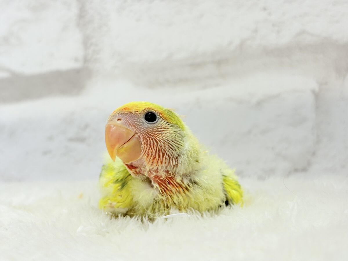 コザクラインコ（小桜インコ）