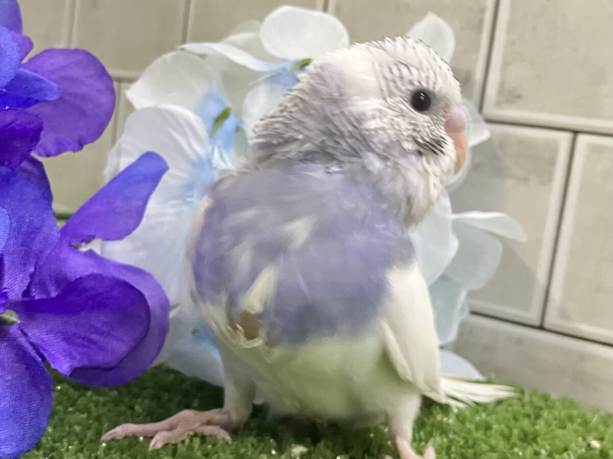モクモク💭くもりのちブル〜べりぃ🫐➿セキセイインコ(ブルーパイド/2026年5月生まれ) セキセイインコ