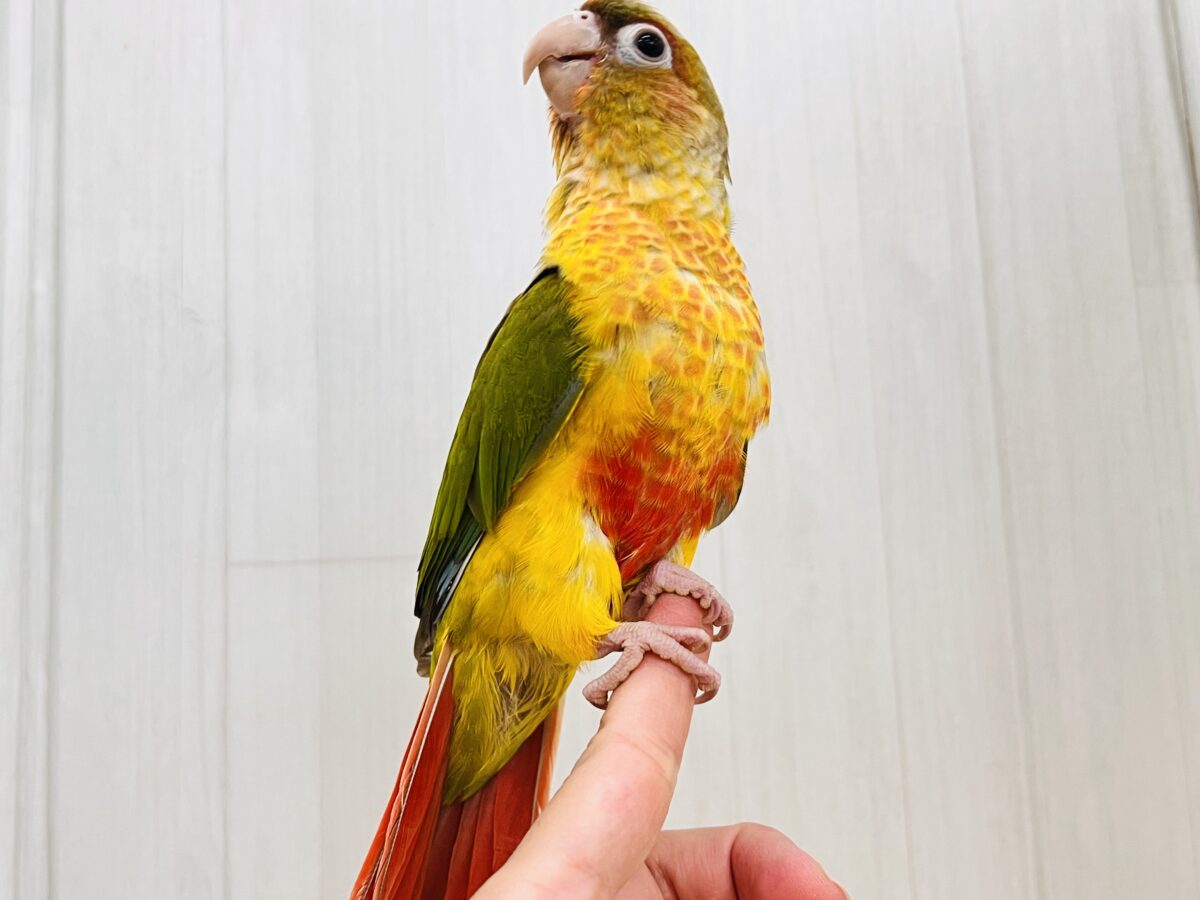 1人遊びだって上手に出来ちゃうんだよ~( *¯ ꒳¯*)エッヘンウロコインコのパイナップル🍍❤️ ホオミドリウロコインコ