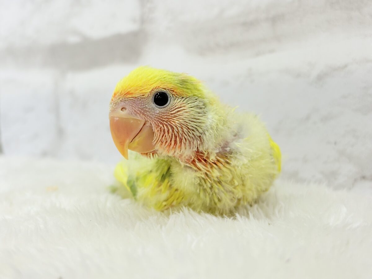 コザクラインコ（小桜インコ）