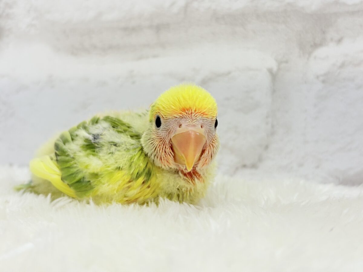 コザクラインコ（小桜インコ）