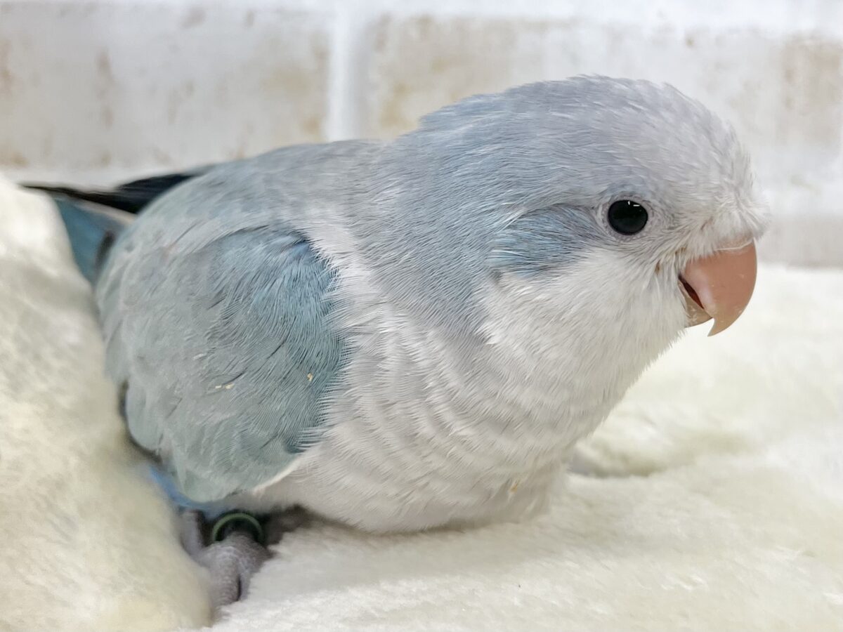 オキナインコ