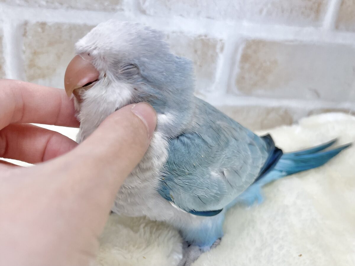 オキナインコ