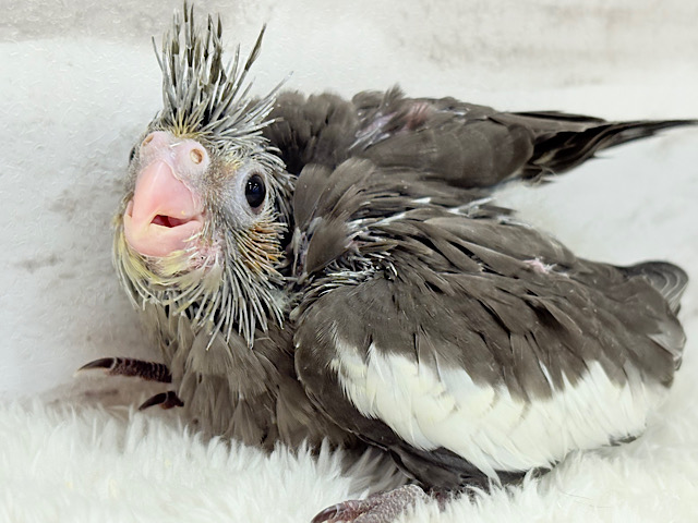 大きなおめめに映る世界はどんなだろ〜🐣🌎✨オカメインコ(ノーマル) ヒナ