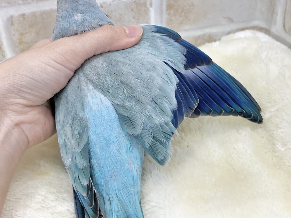 オキナインコ