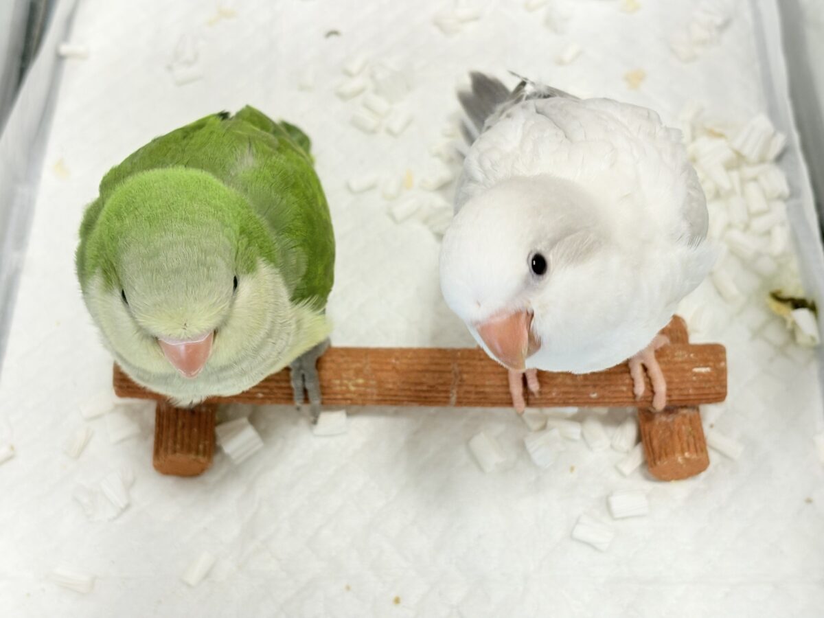 オキナインコ
