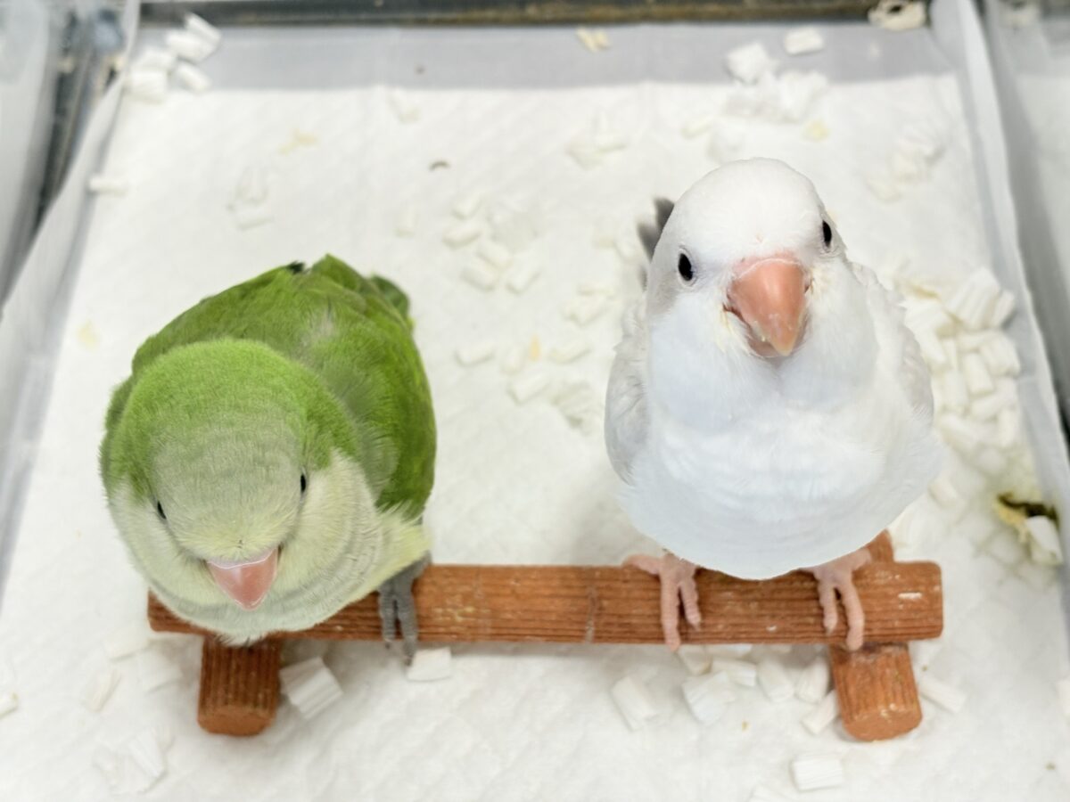 オキナインコ