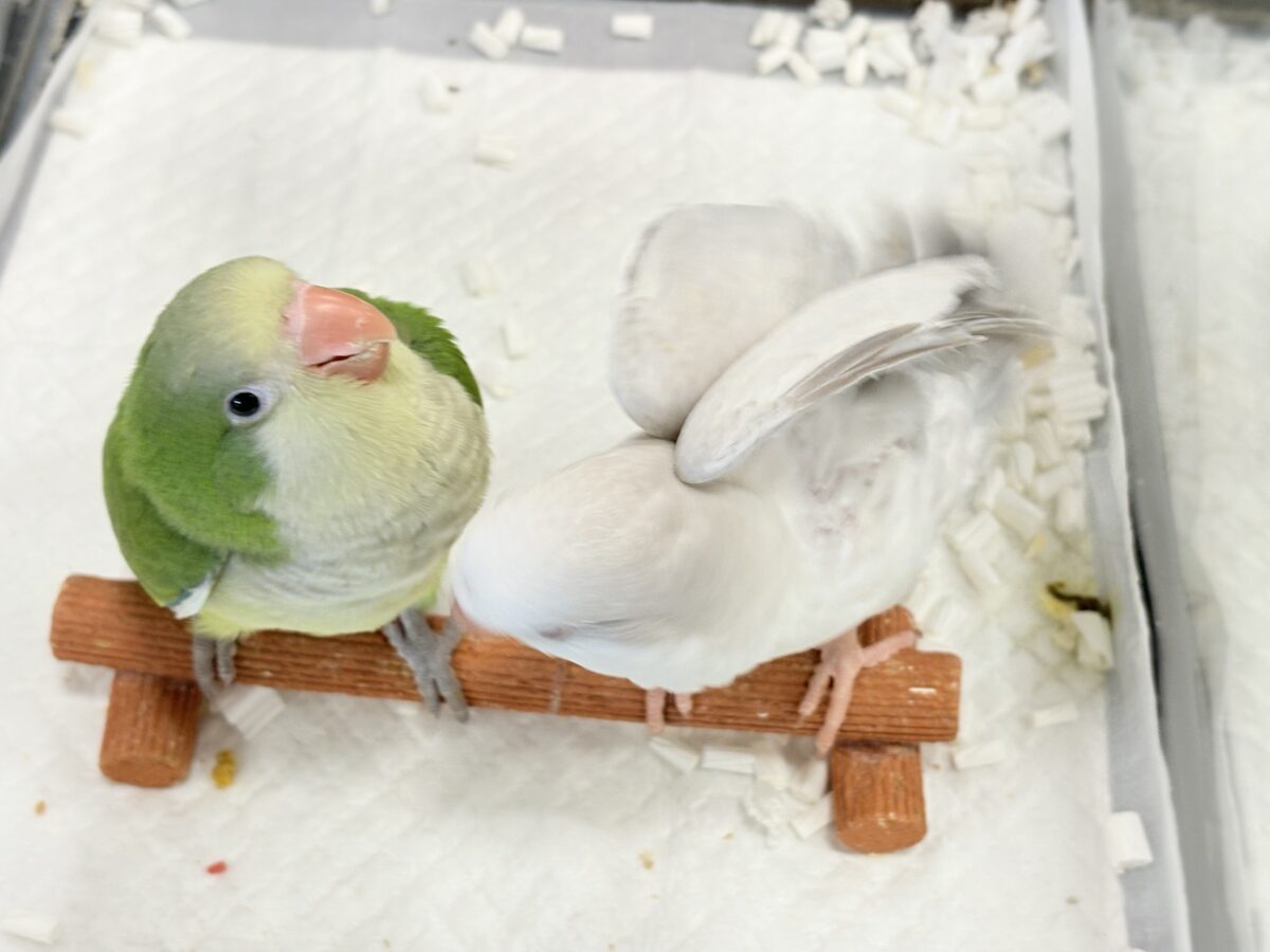 オキナインコ