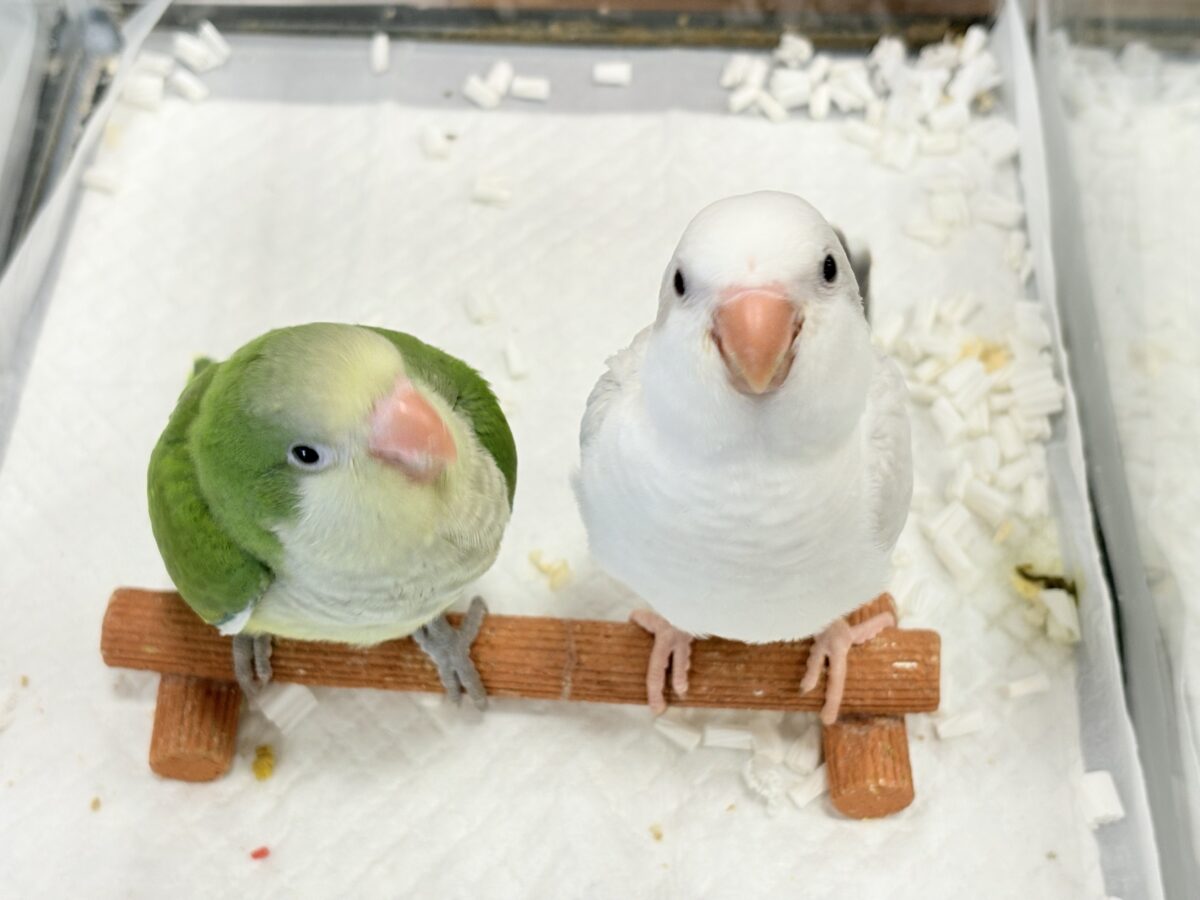 オキナインコ
