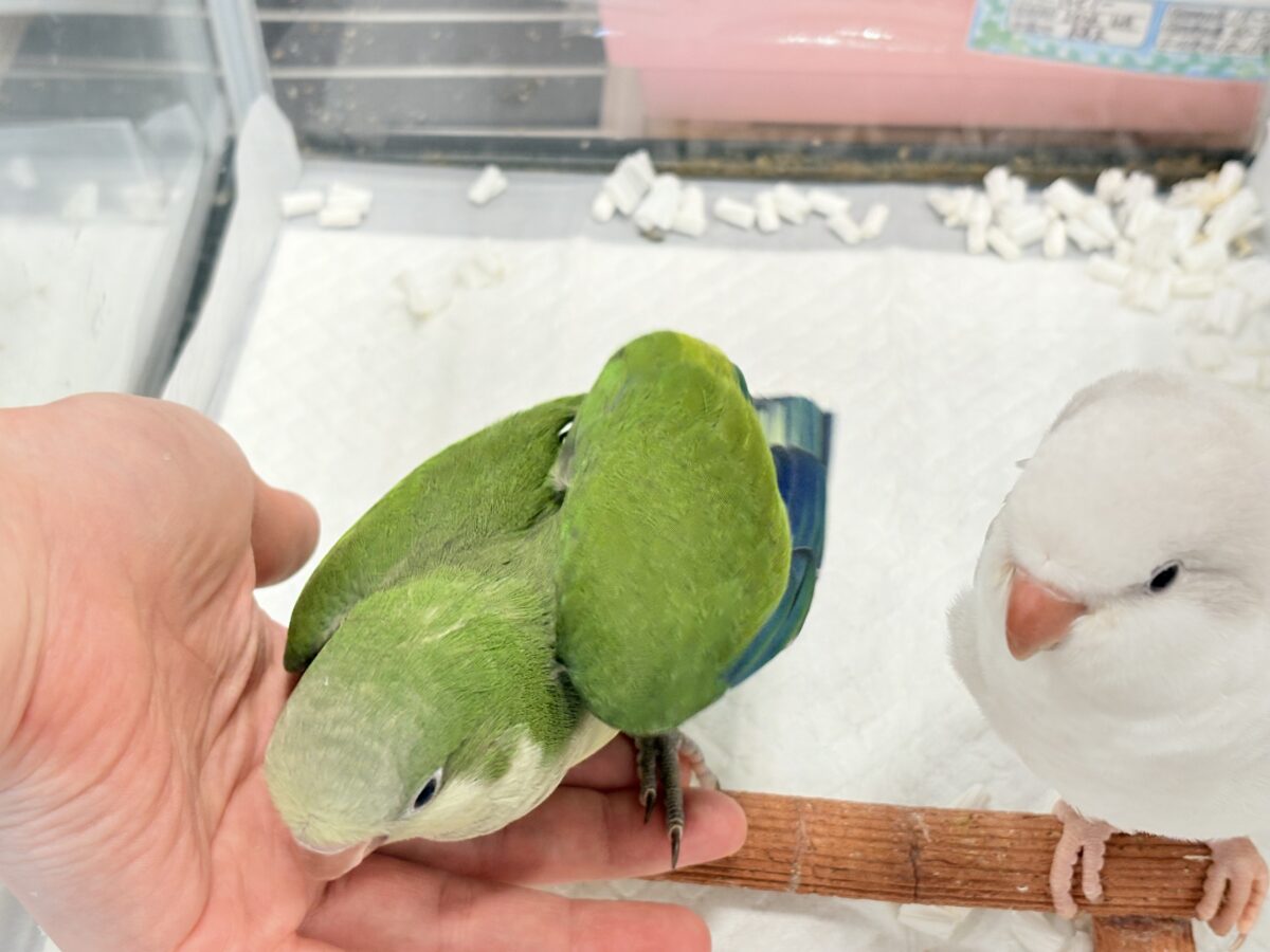 オキナインコ