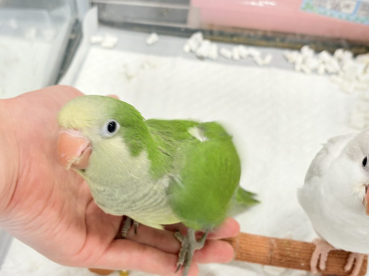 オキナインコ