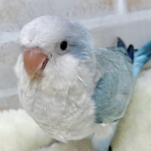 【🆙最新画像あり‼️】心安らぐくすみブルー🩶🪼🫧　オキナインコ（ブルーオパーリン）