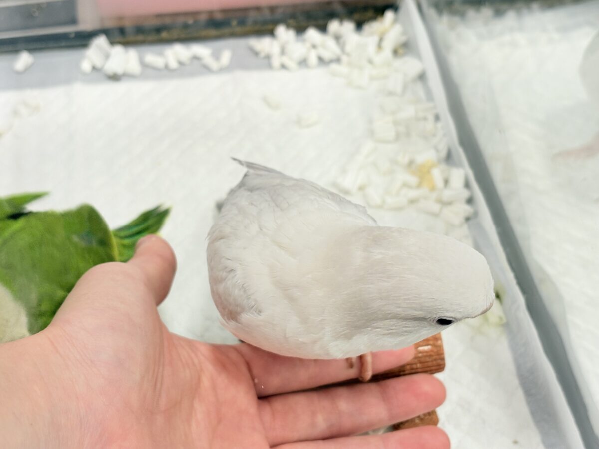 オキナインコ
