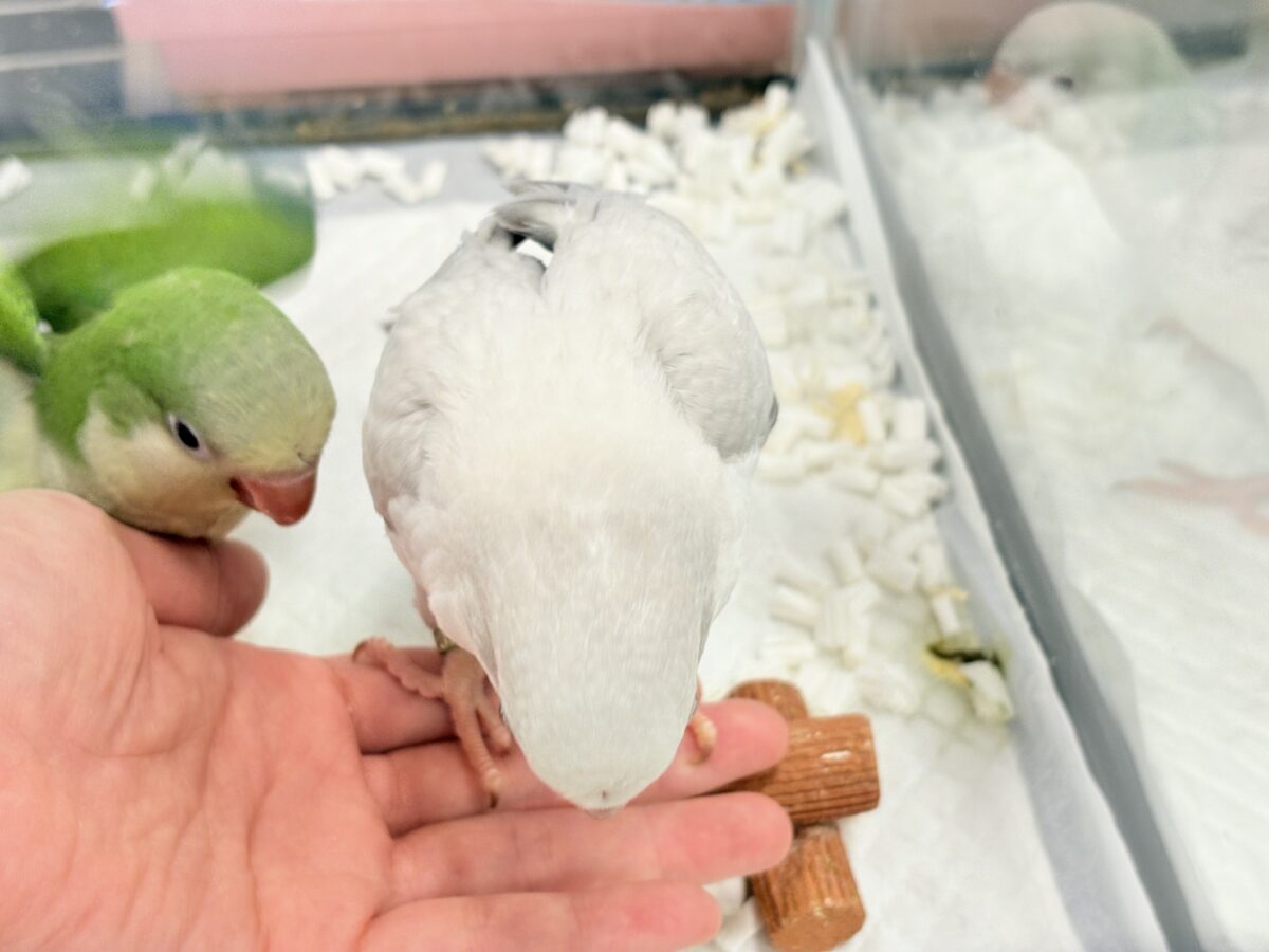 オキナインコ