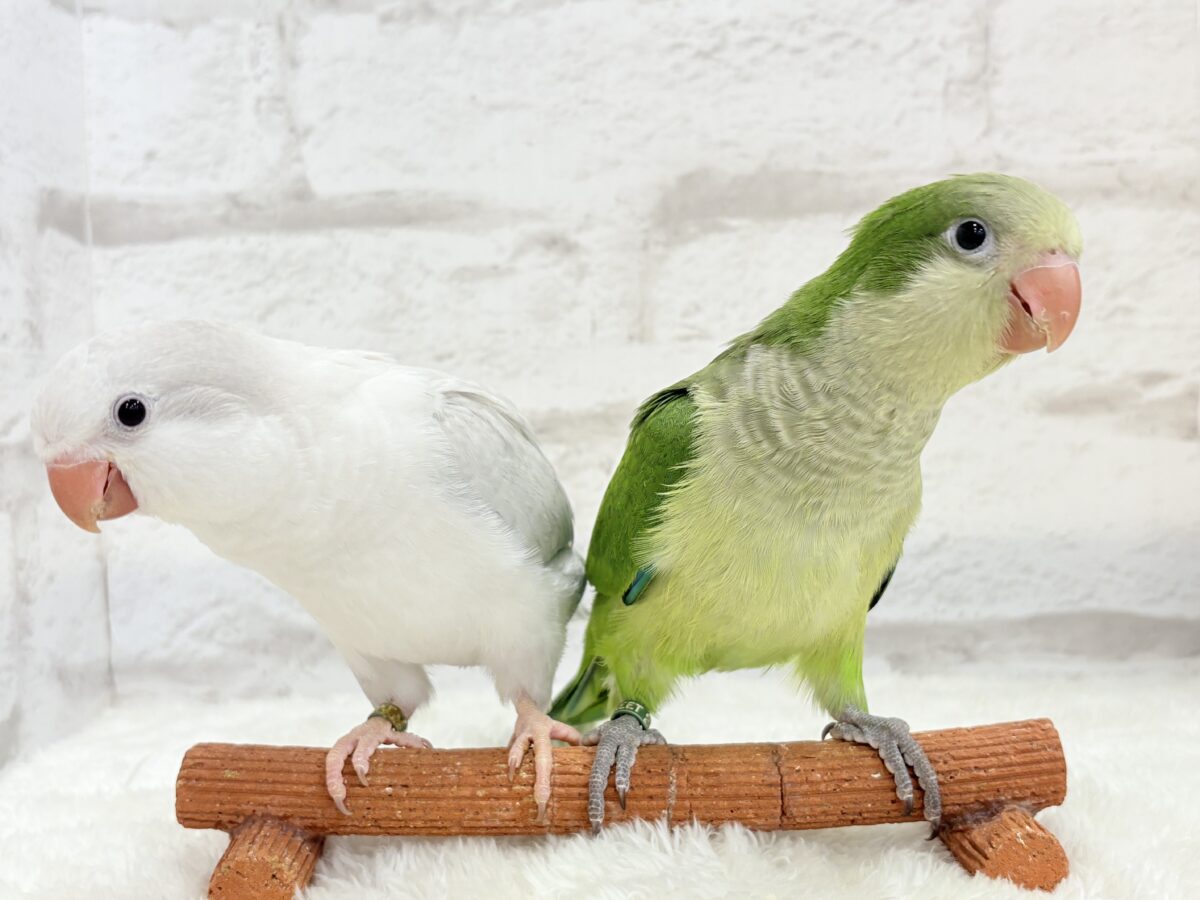 オキナインコ