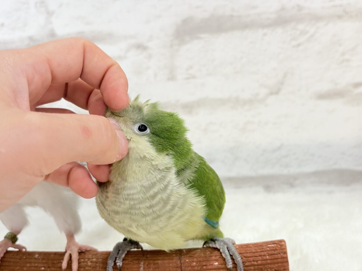 オキナインコ