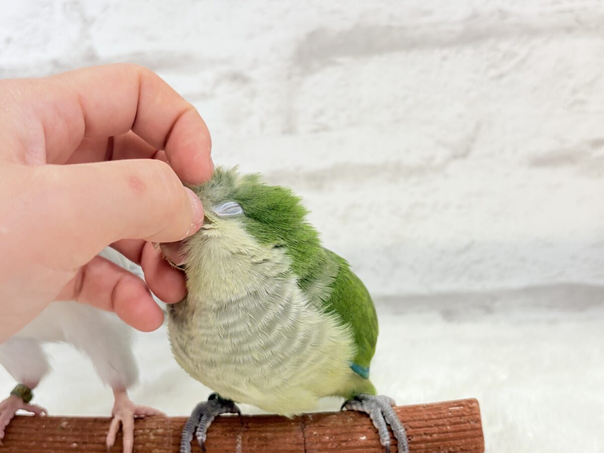 オキナインコ
