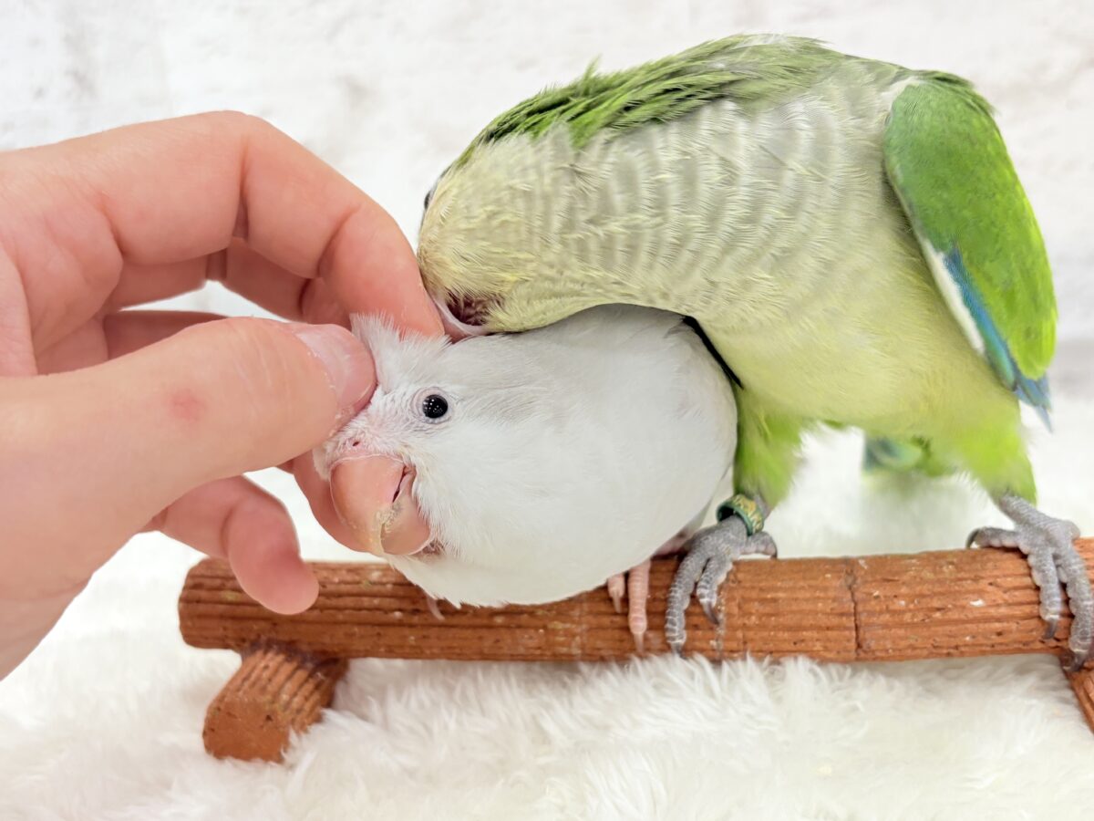 オキナインコ